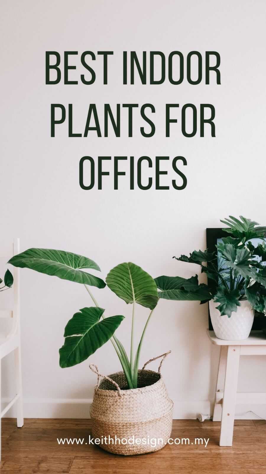 Enhancing Workspaces: Best Indoor Plants to Boost Productivity and Well-being